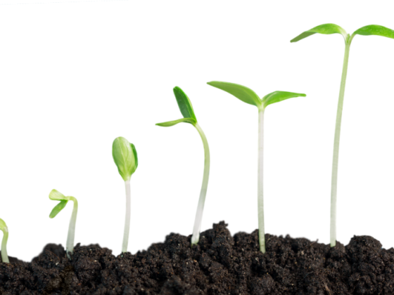 Sprouts coming from the soil in different growth stages