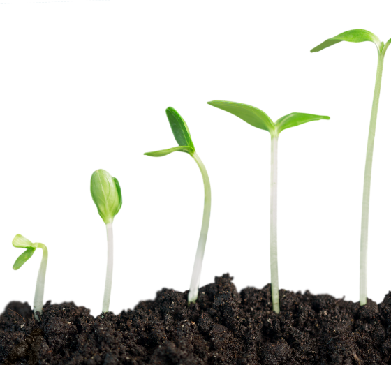 Sprouts coming from the soil in different growth stages